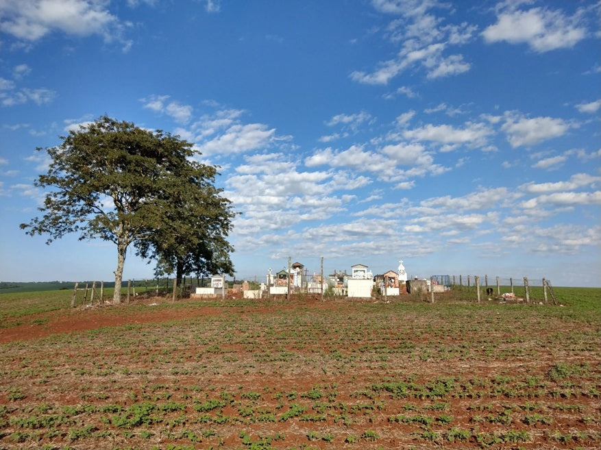Mate Anbau Wald – Nachhaltigkeit Blog